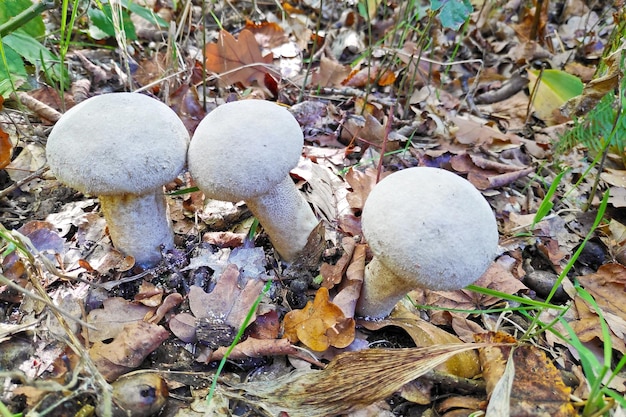 Tre Lycoperdon perlatum nei boschi