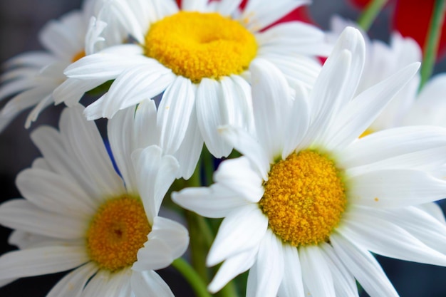 Tre margherite bianche in primo piano Camomilla Bouquet di fiori estivi e primaverili