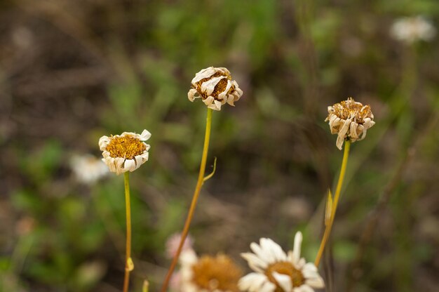 Tre margherite della foresta con petali secchi su uno sfondo vegetale sfocato