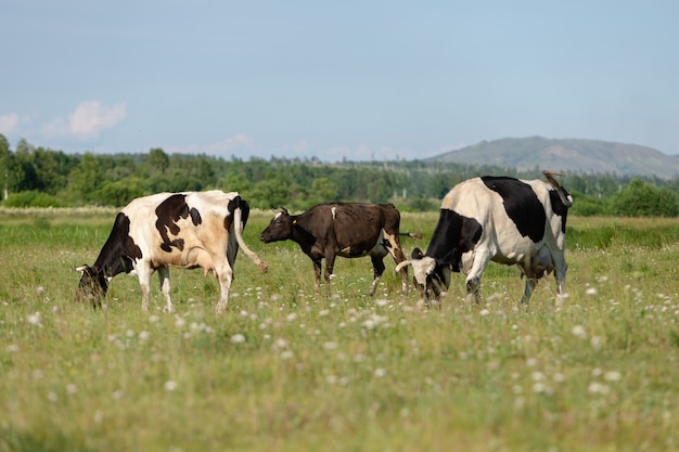 Tre mucche pascolano nel prato.