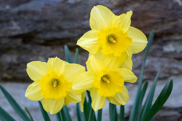 Tre narcisi di fiori in primavera all'aperto