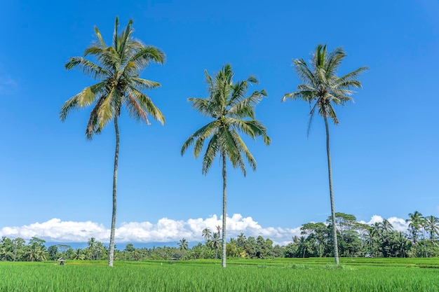 Tre palme da cocco su terrazze di riso verdi vicino a Ubud nell'isola di Bali Indonesia