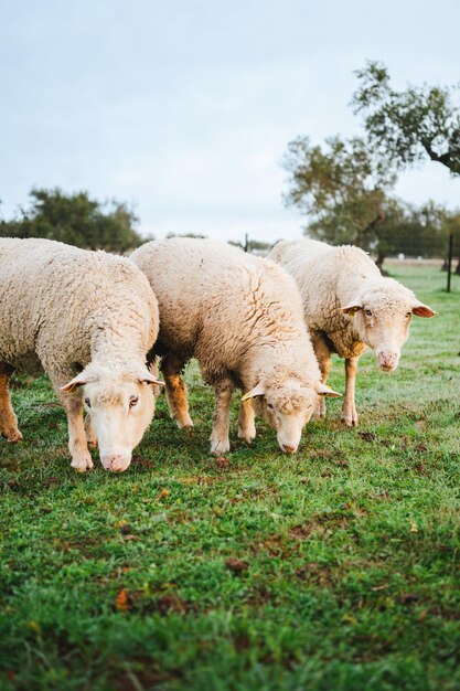 Tre pecore al pascolo in un campo verde al mattino in Spagna