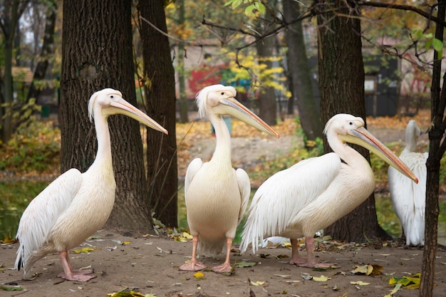 Tre pellicani bianchi con grandi becchi ciuffi e grandi zampe in un parco autunnale tra gli alberi