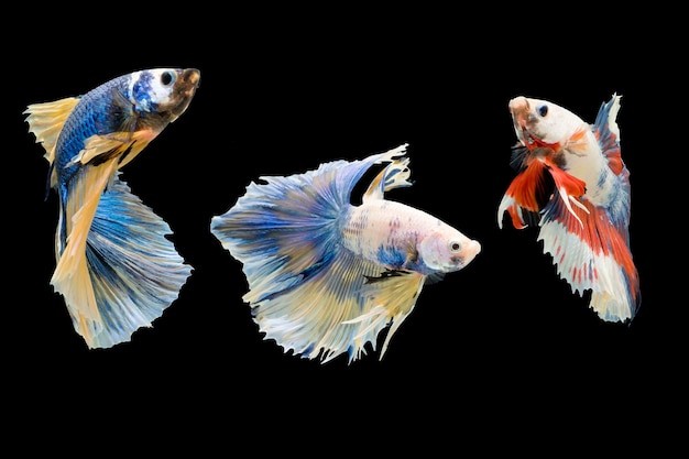 Tre pesci Betta pesce combattente siamese isolato su sfondo nero bella foto macro di movimento