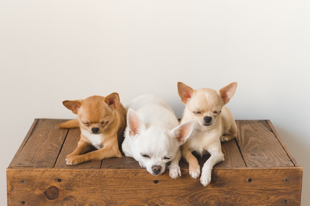 Tre piccoli, adorabili, simpatici amici di cuccioli di cuccioli di chihuahua di razza domestica che si siedono e che si trovano sulla scatola di legno d'epoca Animali domestici insieme dormono insieme. Patetico ritratto morbido. Famiglia di cani felice