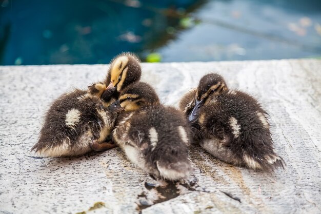 Tre piccoli anatroccoli del germano reale che si siedono sul pavimento