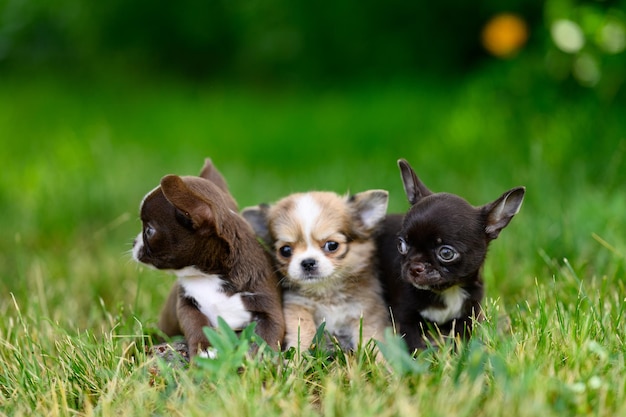 Tre piccoli cani Chihuahua si siedono sull'erba di diversi colori guardano curiosamente in direzioni diverse