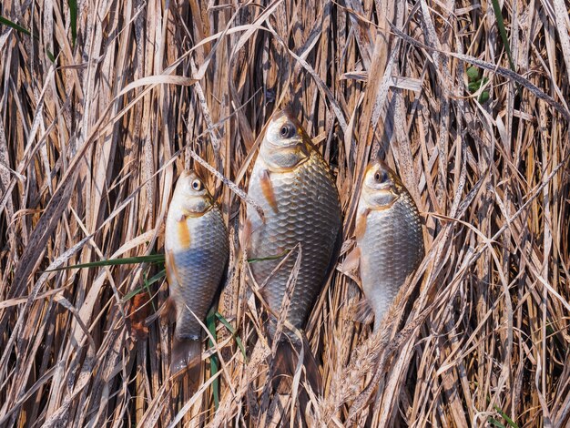 Tre piccoli crucian si trovano a terra sull&#39;erba secca