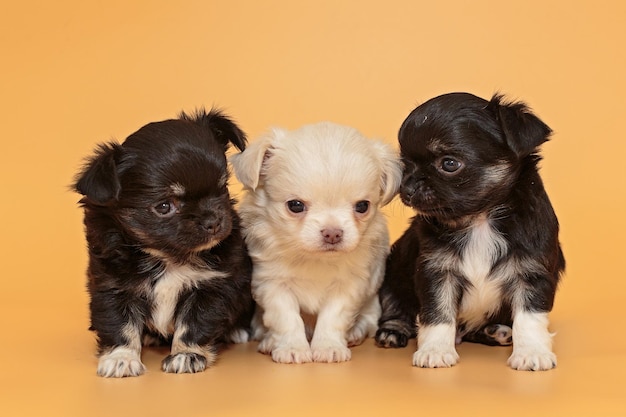 Tre piccoli cuccioli di Chihuahua