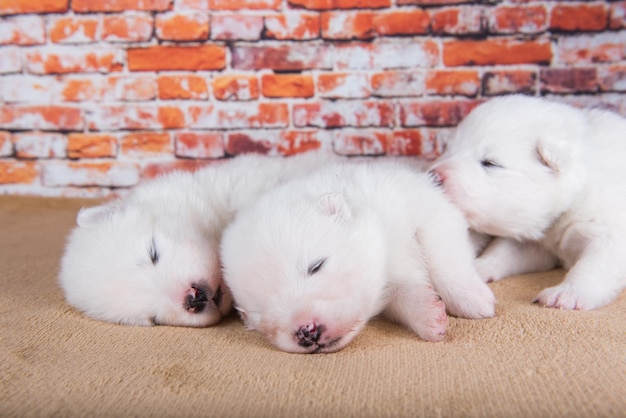 Tre piccoli cuccioli di Samoiedo bianchi di due settimane di età