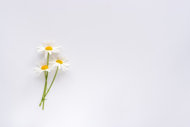 Tre piccoli fiori di camomilla su sfondo bianco