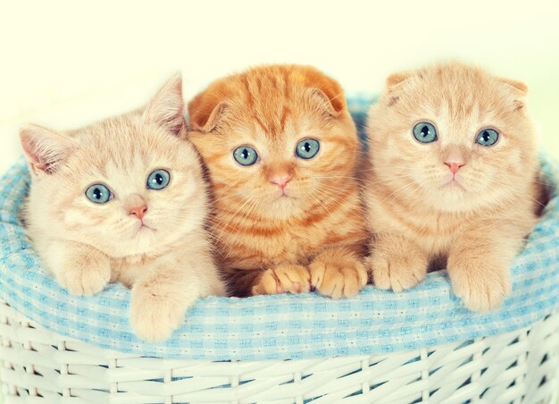 Tre piccoli gattini nel cestino