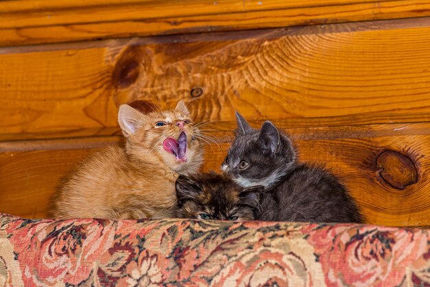 Tre piccoli gattini siedono strettamente rannicchiati su un cuscino