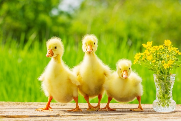 Tre piccoli Gosling giallo lanuginoso sullo sfondo della natura