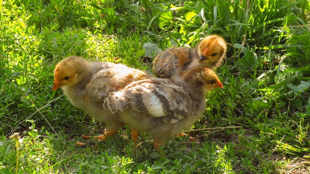 Tre piccoli polli gialli nell'erba