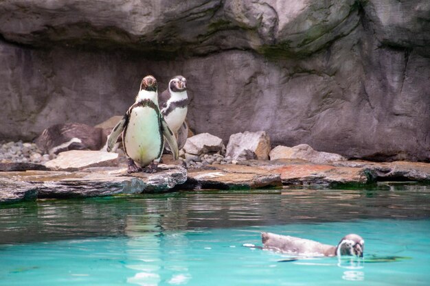 tre pinguini sono in piedi su una roccia nell'acqua