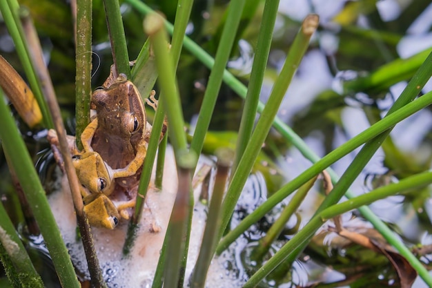 Tre polipedi leucomystax si riproducono nel bacino