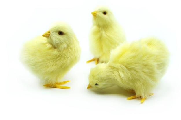 Tre polli pasquali gialli su una superficie bianca Decorazione pasquale