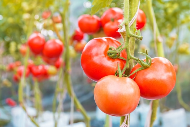 Tre pomodori sul ramo