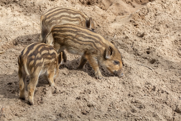 Tre porcellini di cinghiale scavano nel terreno