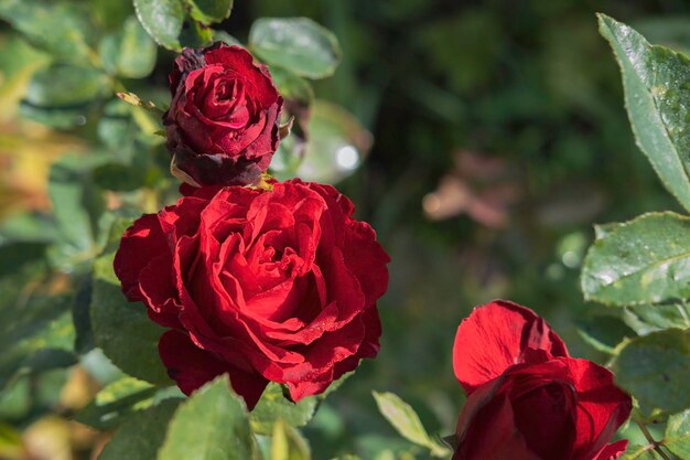 Tre rose rosse luminose, due boccioli e un fiore in giardino su uno sfondo di verde