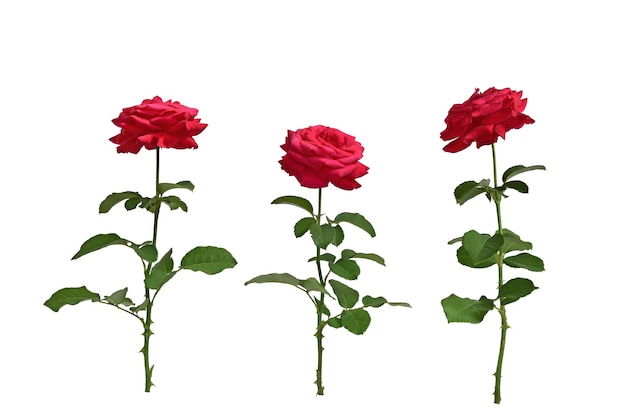 Tre rose rosse luminose isolate su sfondo bianco Preparazione per ulteriori lavori Elemento per il design