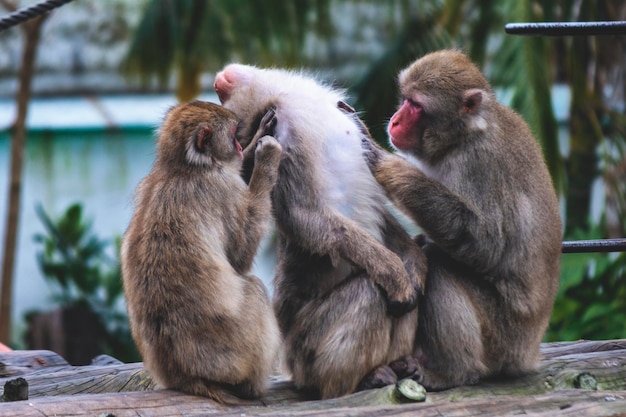 Tre scimmie che si puliscono a vicenda con la parola scimmia sul lato