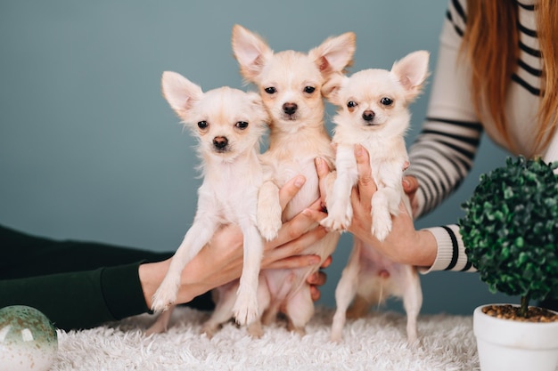 Tre simpatici cuccioli di chihuahua guardano la telecamera e tengono le orecchie sporgenti