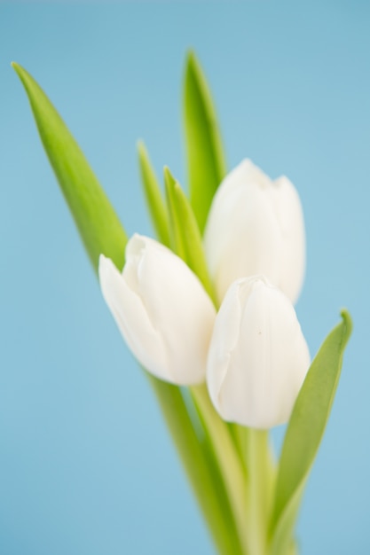 Tre tulipani bianchi su sfondo blu