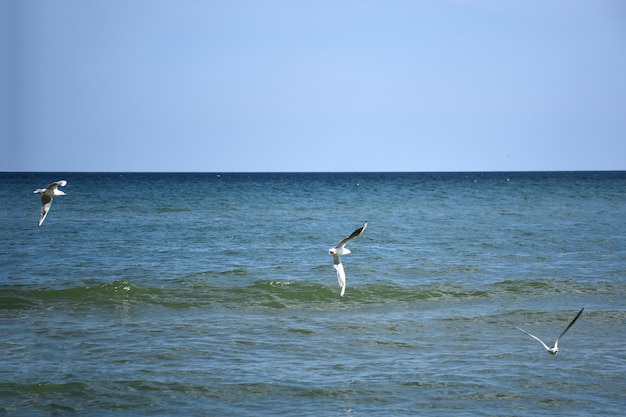 Tre uccelli di gabbiano volano bassi su un mare calmo contro il cielo