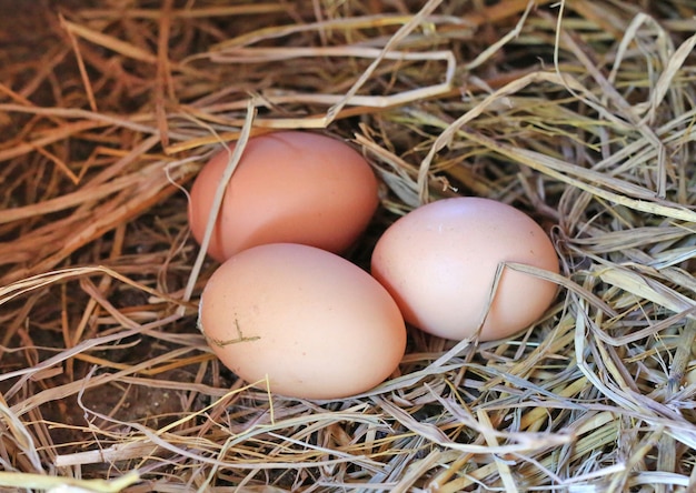 Tre uova di gallina sul fieno