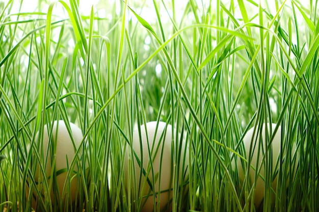 Tre uova di gallina sull'erba verde appena falciata.