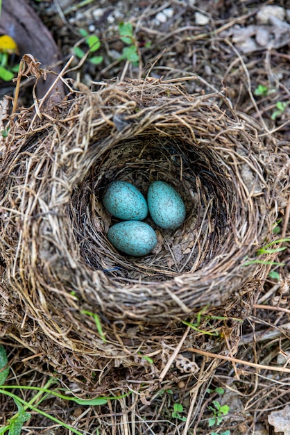 Tre uova di merlo bluastre in un nestxA