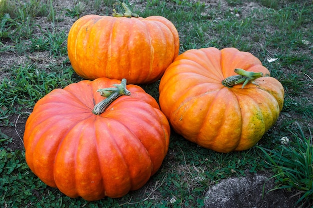 Tre zucche, frutto della pianta Cucurbita maxima.