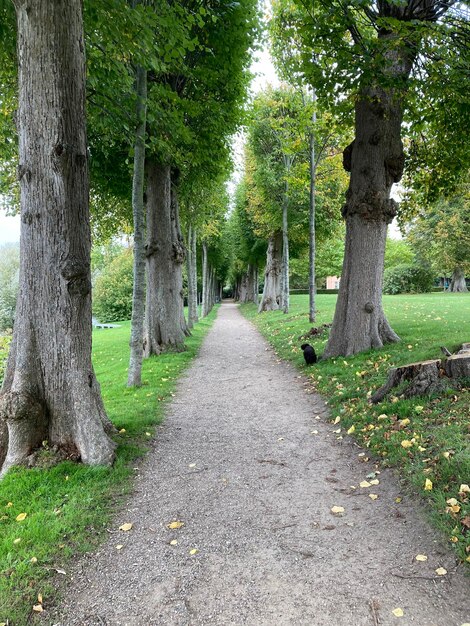 Tree Alley Castello di Glucksburg