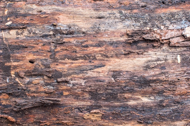 Tree Bark Texture