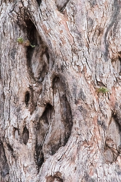 Tree Bark Texture