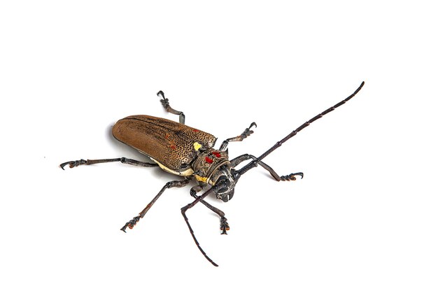 Tree borer (Batocera rufomaculata) isolato su uno sfondo bianco