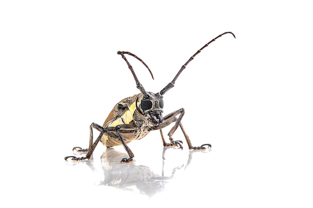 Tree borer (Batocera rufomaculata) isolato su uno sfondo bianco