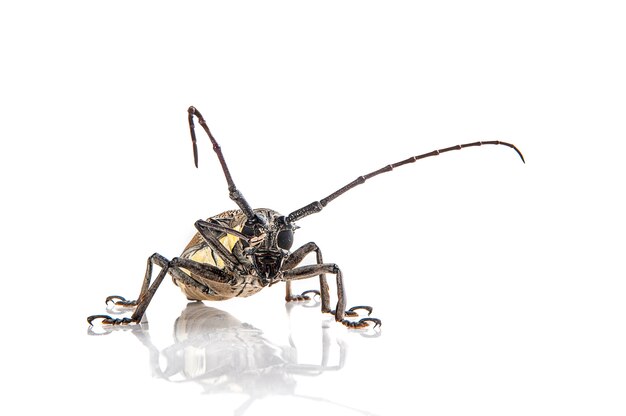 Tree borer (Batocera rufomaculata) isolato su uno sfondo bianco