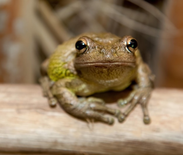 Tree Frog