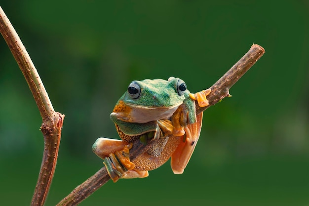 Tree Frogs Flying Frog seduto su un ramo con sfondo Bokeh