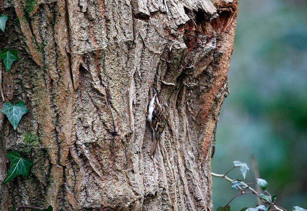 Treecreeper che si arrampica su un tronco d'albero