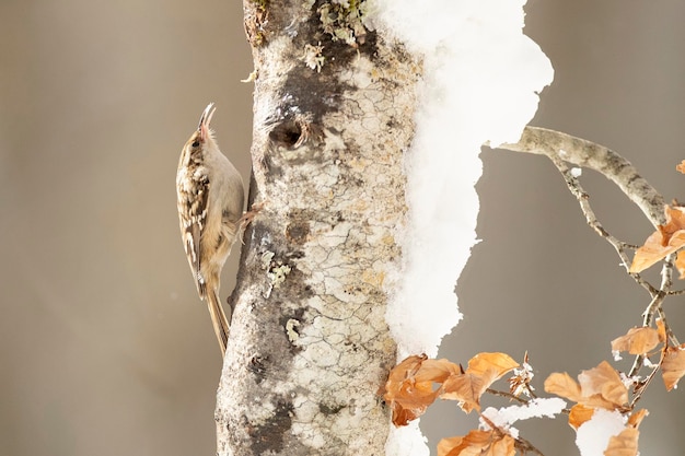 Treecreeper Shorttoed in un bosco di querce innevate alla prima luce in una fredda giornata di gennaio