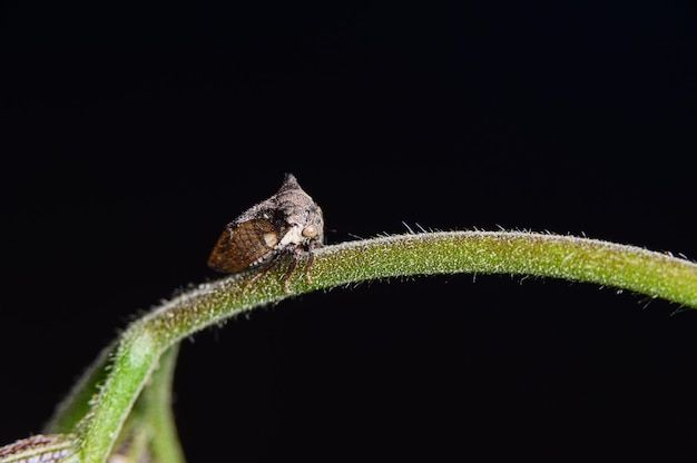 Treehoppe sconosciuto a macroistruzione sui fogli in natura