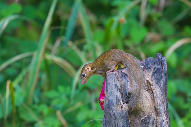 Treeshrew comune o treeshrew del sud (glis di Tupaia) in foresta della Tailandia