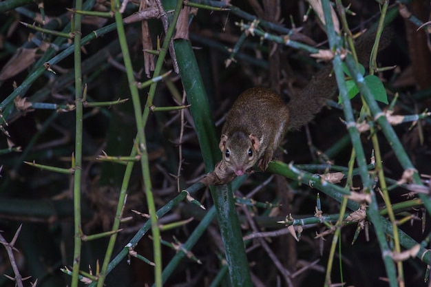 Treeshrew nordico (belangeri di Tupaia) in foresta Tailandia