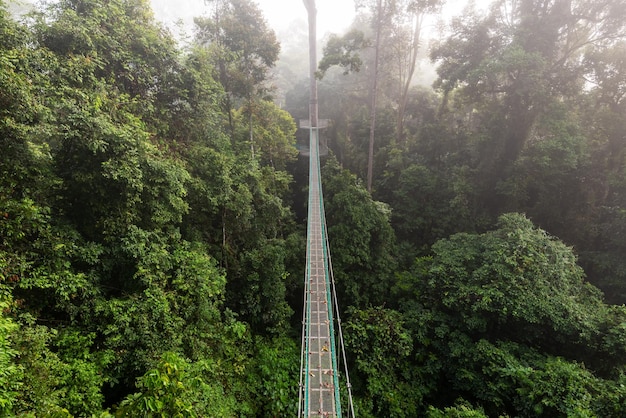 Treetop passerella nella giungla primaria di Danum Valley Lahad Datu Sabah Borneo Malesia