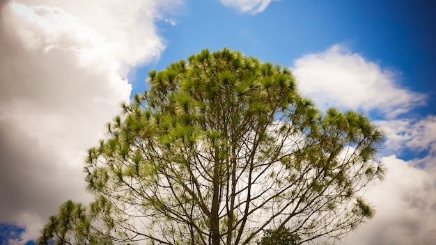 Treetops che incornicia il cielo blu pieno di sole